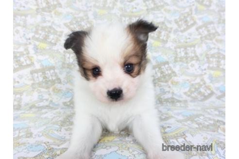 成約済の千葉県のパピヨン-142599の4枚目